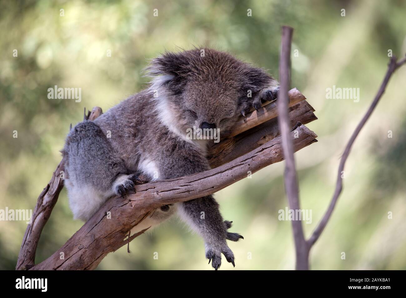 Koala sleeping wild asleep tree hires stock photography and images Alamy
