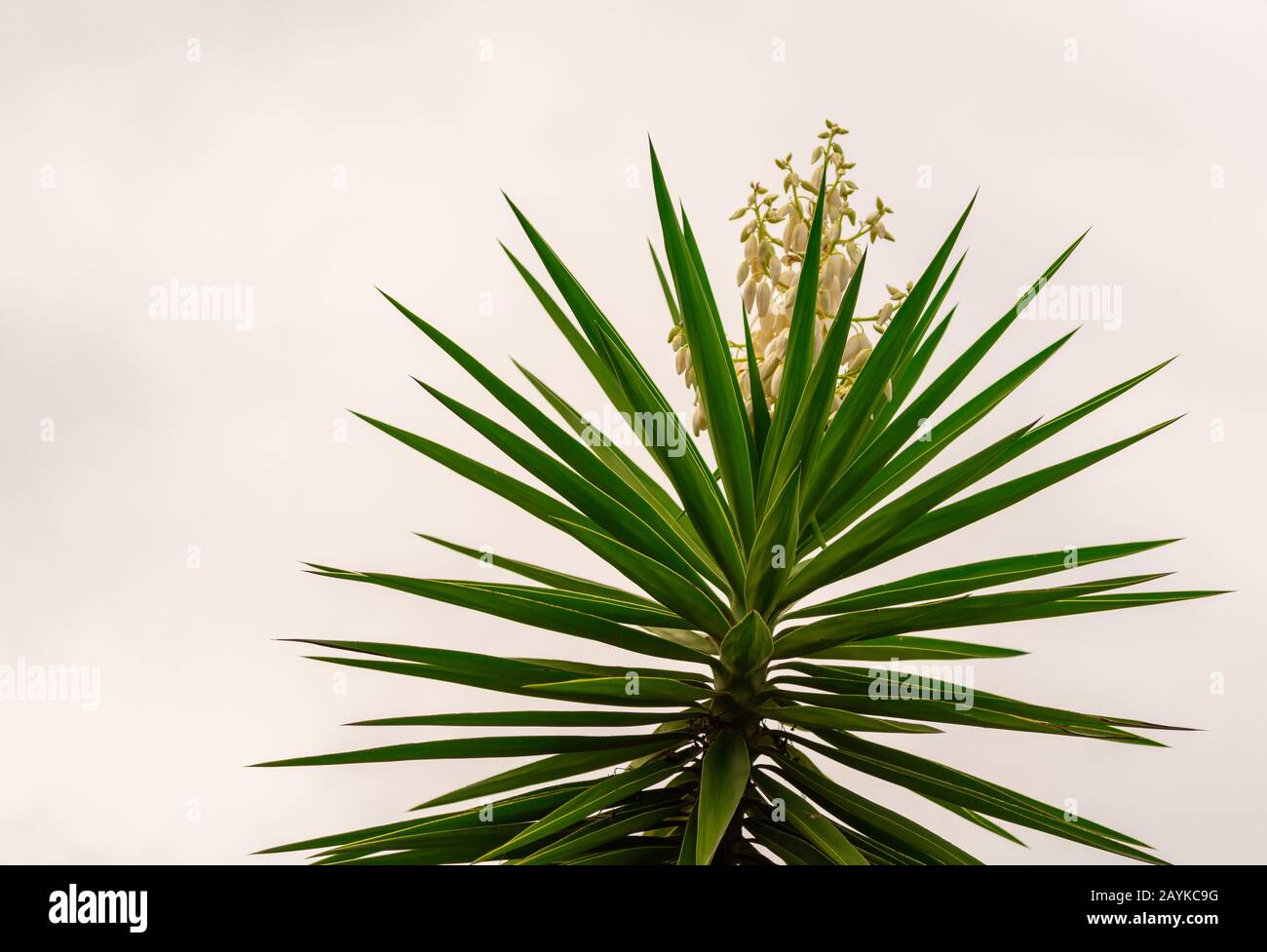 Agave Angustifolia Is A Sculptural Plant Very Adapted To Drought Its Leaves Are Long Sword Shaped Arranged In A Rosette And Have Thorns On The Edg Stock Photo Alamy Agave Angustifolia Is A Sculptural Plant Very Adapted To Drought Its Leaves Are Long Sword Shaped Arranged In A Rosette And Have Thorns On The Edg Stock Photo Alamy