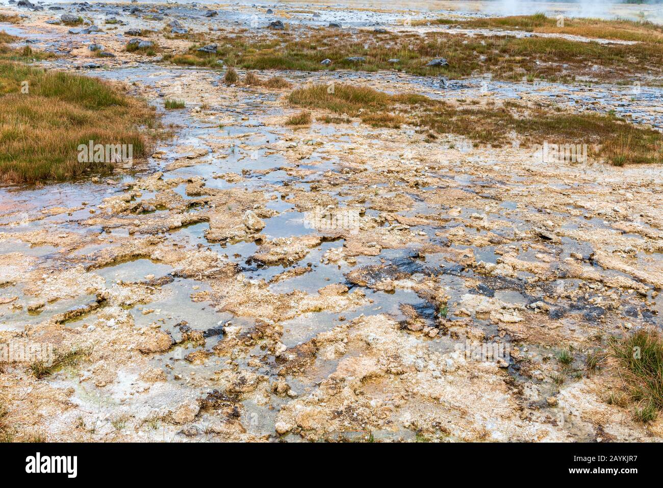 Marsh mud grass hi-res stock photography and images - Alamy