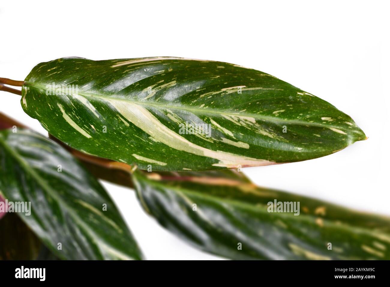 Leaf of 'Stromanthe Sanguinea Magicstar' plant leaves with white variegation spot pattern on top and dark pink leaf bottom on white background, someti Stock Photo