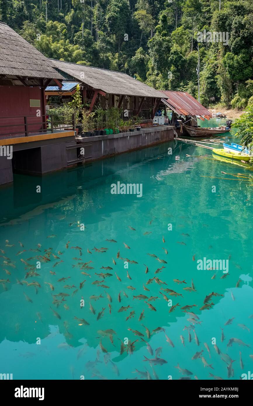 Big group of Red tail carp at Khao Sok National Park Stock Photo