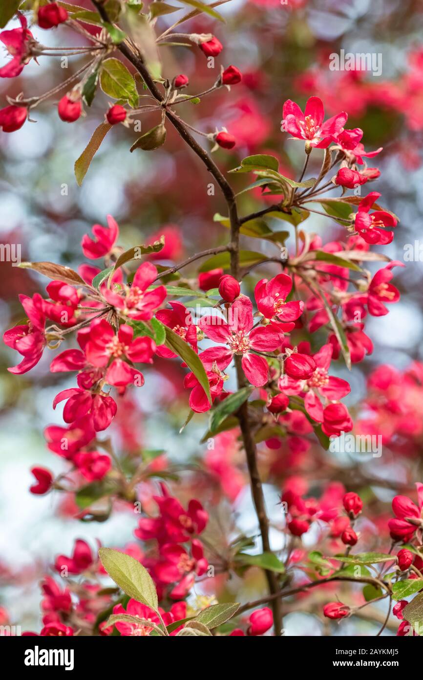 Red crab apple flowers on an apple tree close up in spirng Stock Photo