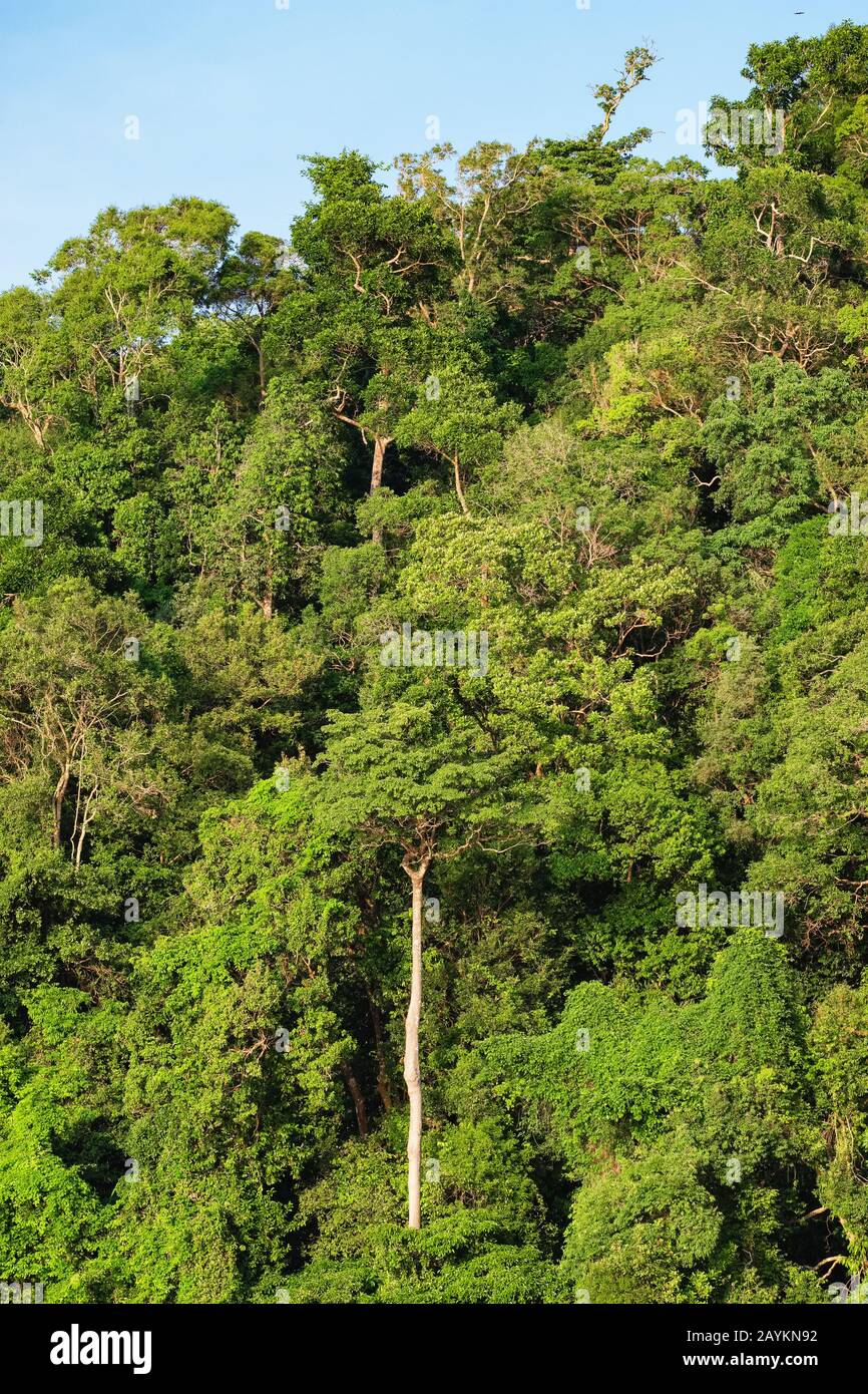 Lush green tropical rainforest Stock Photo - Alamy