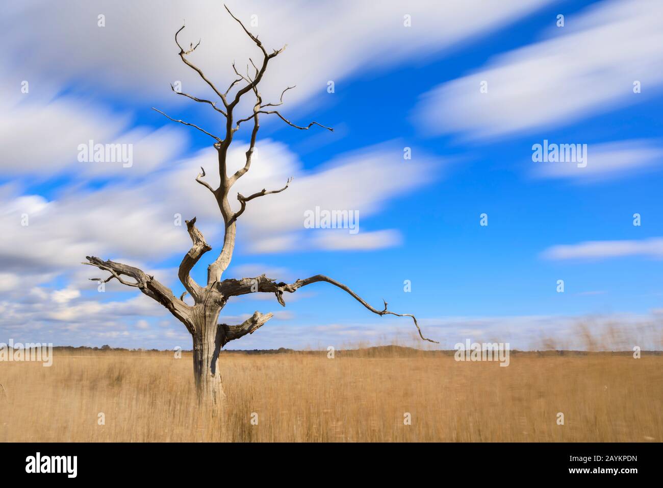 A lone tree in Snape Maltings in Suffolk Stock Photo