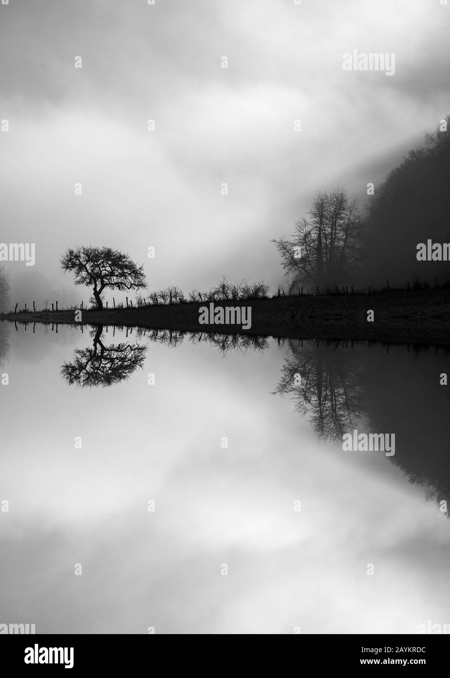 Mirrored tree on a cloudy and foggy morning Stock Photo