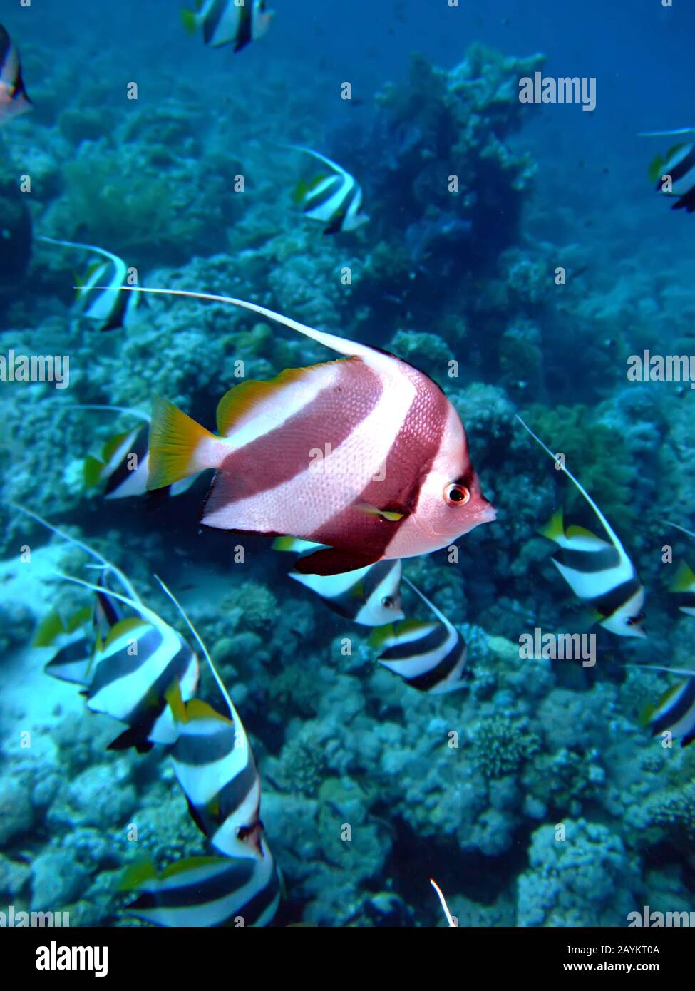 Schooling Bannerfish Heniochus Diphreutes Taken In Red Sea Egypt Stock Photo Alamy