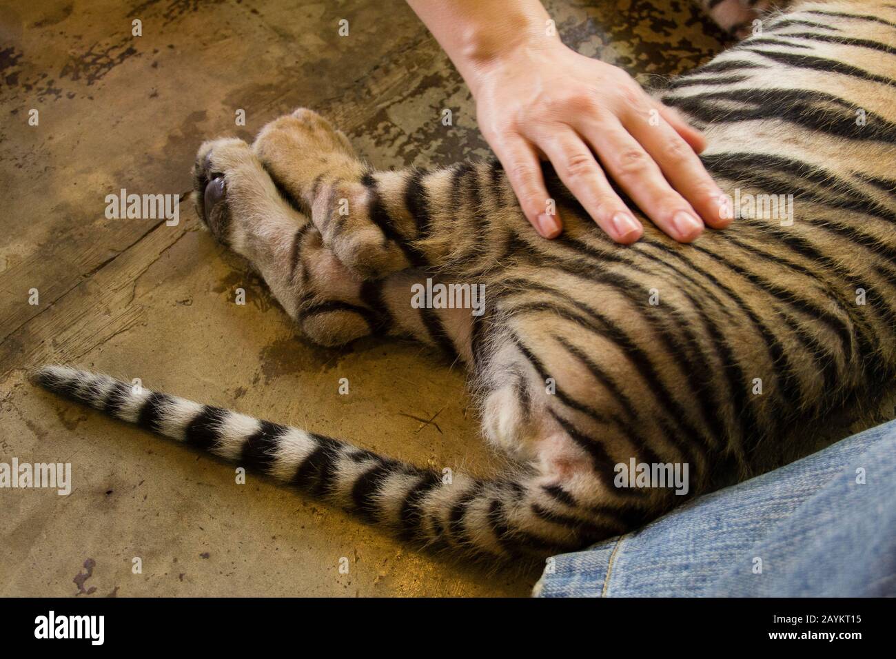 Tiger cub in Tiger Kingdom, Chiang Mai, Thailand. Stock Photo