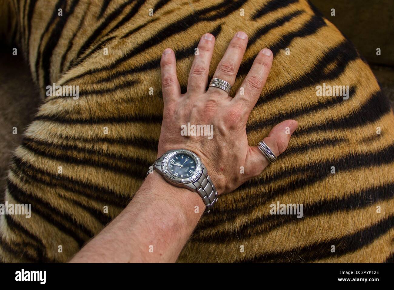 Tourist hand on live adult tiger in Tiger Kingdom, Chiang Mai, Thailand. Stock Photo