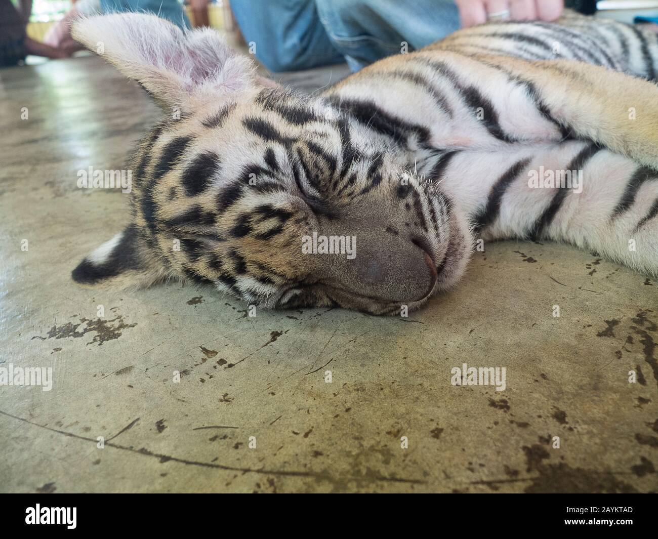 Tiger cub in Tiger Kingdom, Chiang Mai, Thailand Stock Photo - Alamy