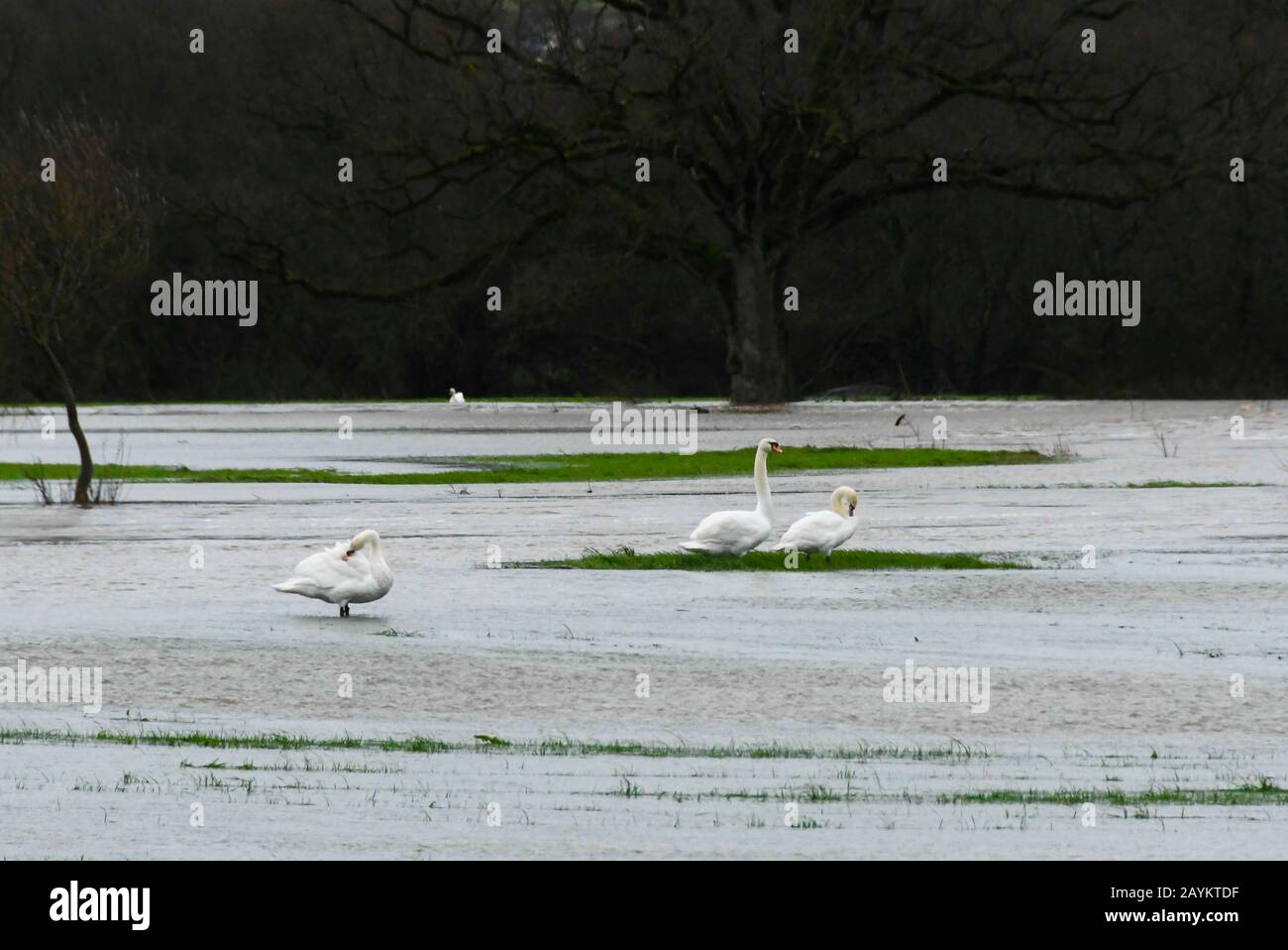 Axminster, Devon, UK. 16th February 2020. UK Weather. Swans on the