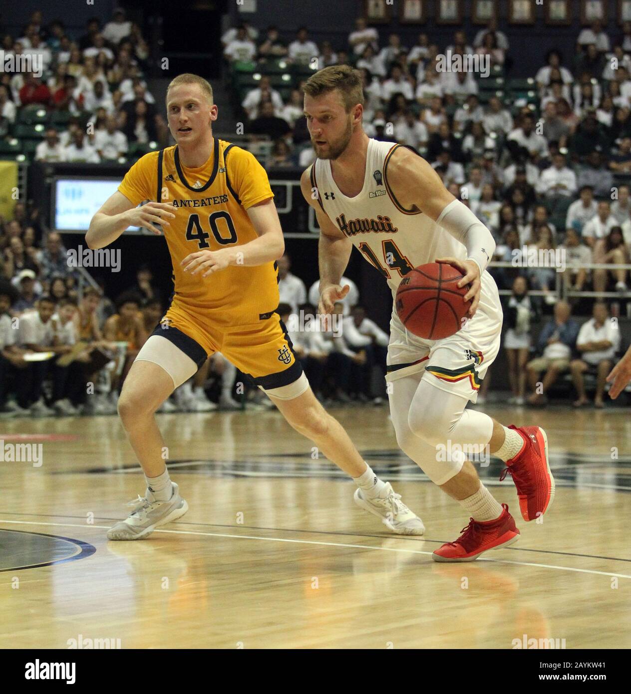 February 15, 2020 - Hawaii Rainbow Warriors forward Zigmars Raimo (14) dribbles during a game between the UC Irvine Anteaters and the Hawaii Rainbow Warriors at the Stan Sheriff Center in Honolulu, HI - Michael Sullivan/CSM Stock Photo