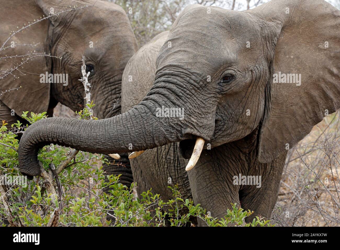 Close Meeting with Elephants, the One in front Waving Its Trunk. Kruger Park, South Africa Stock Photo