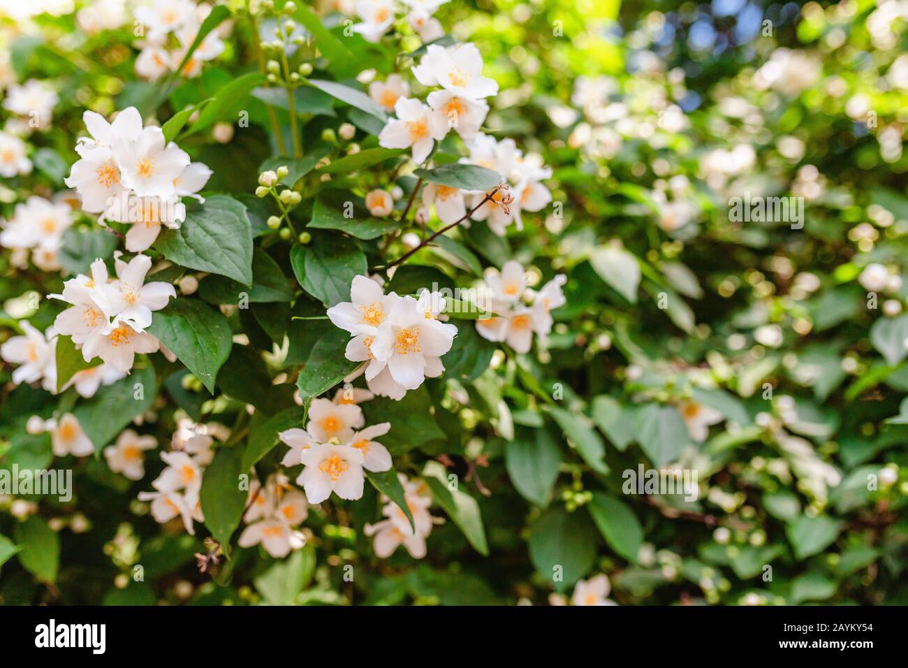 Philadelphus plant in bloom Stock Photo