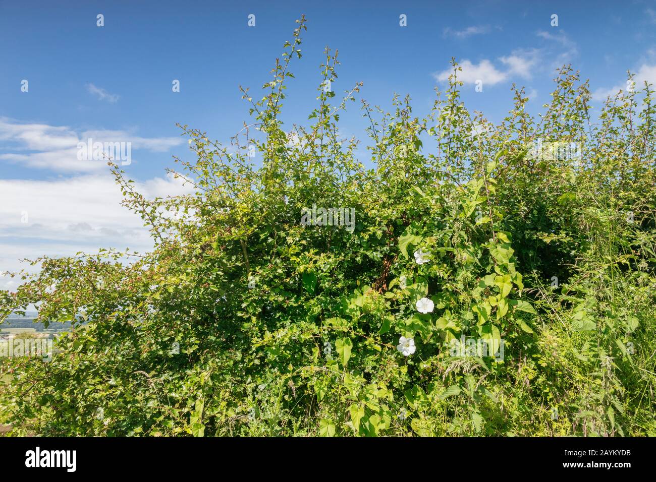 A hedge of mixed plants, with hawthorn bush and convolvulus or bindweed, in the Lincoln Wolds. Stock Photo