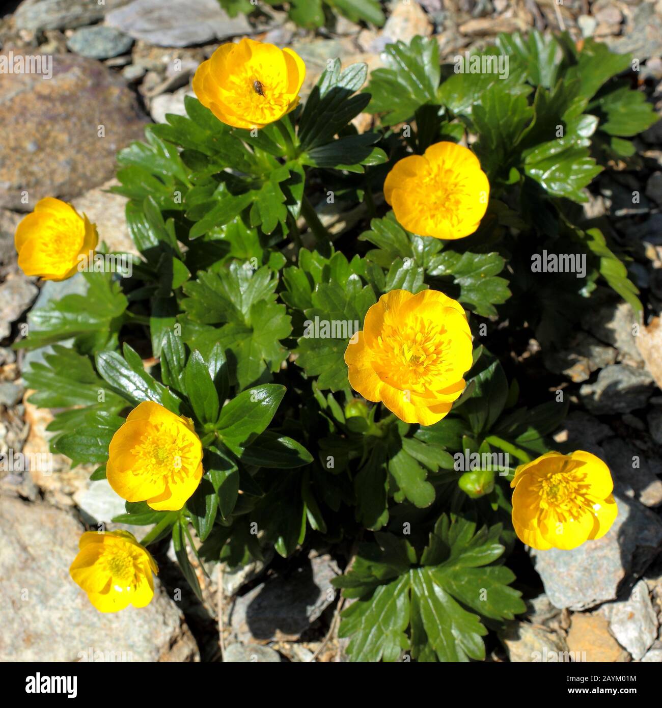Berg- Hahnenfuss, Ranunculus montanus Stock Photo