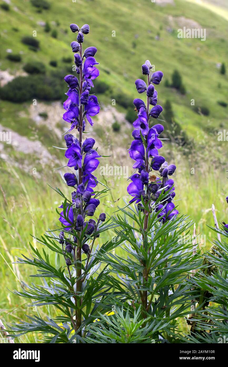 Gewöhnlicher Blauer Eisenhut, Aconitum napellus ssp. vulgare Stock Photo