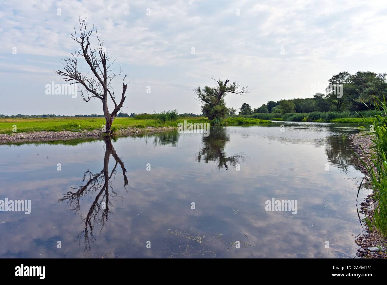 Lake Reflecting Trees at Westhavelland, Havelaue, Brandenburg, Germany Stock Photo