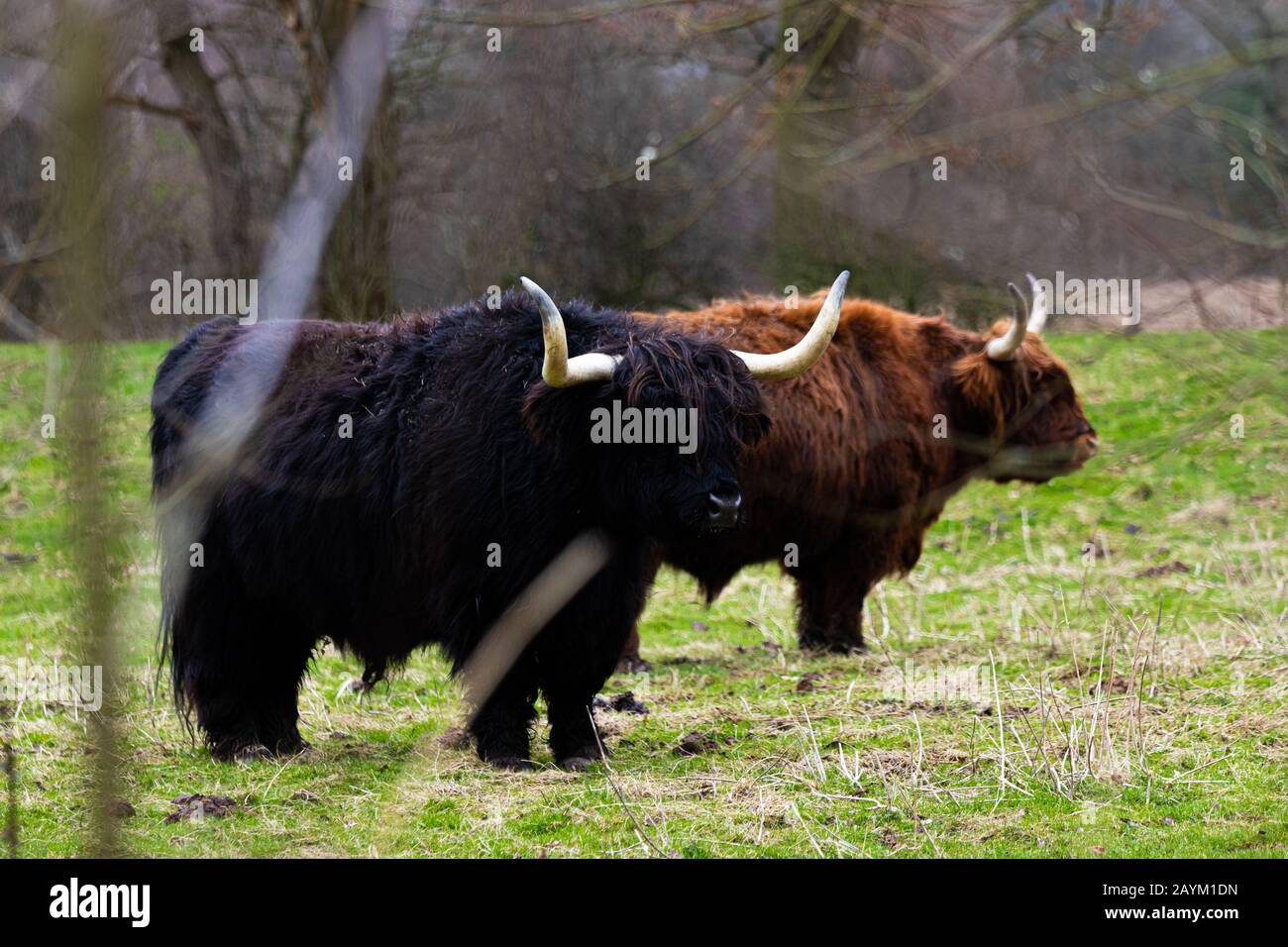 British Wildlife in the Winter Stock Photo