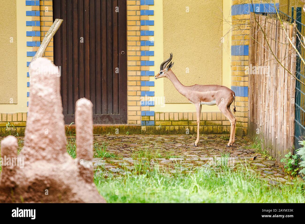 Dorcas Gazelle in the Zoo Stock Photo