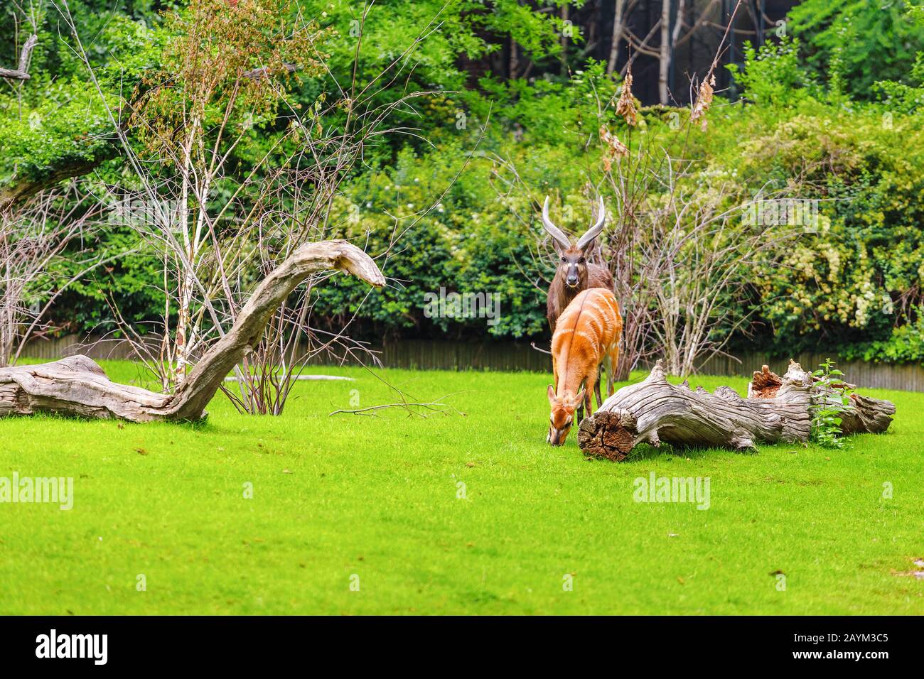 Grazing male and female West African Sitatunga, Tragelaphus spekei gratus during breeding season Stock Photo