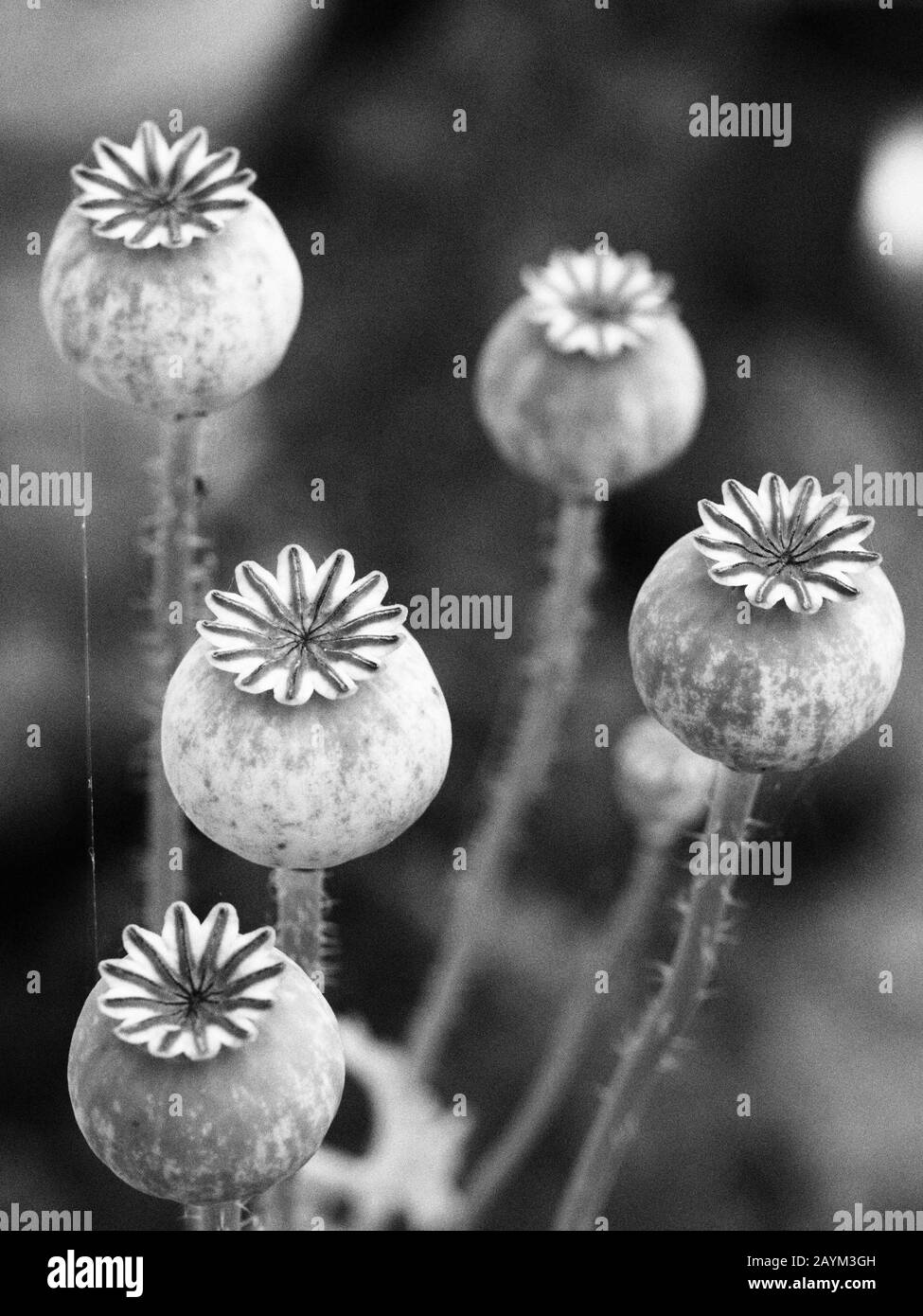 a monochrome picture of poppy seed heads Stock Photo