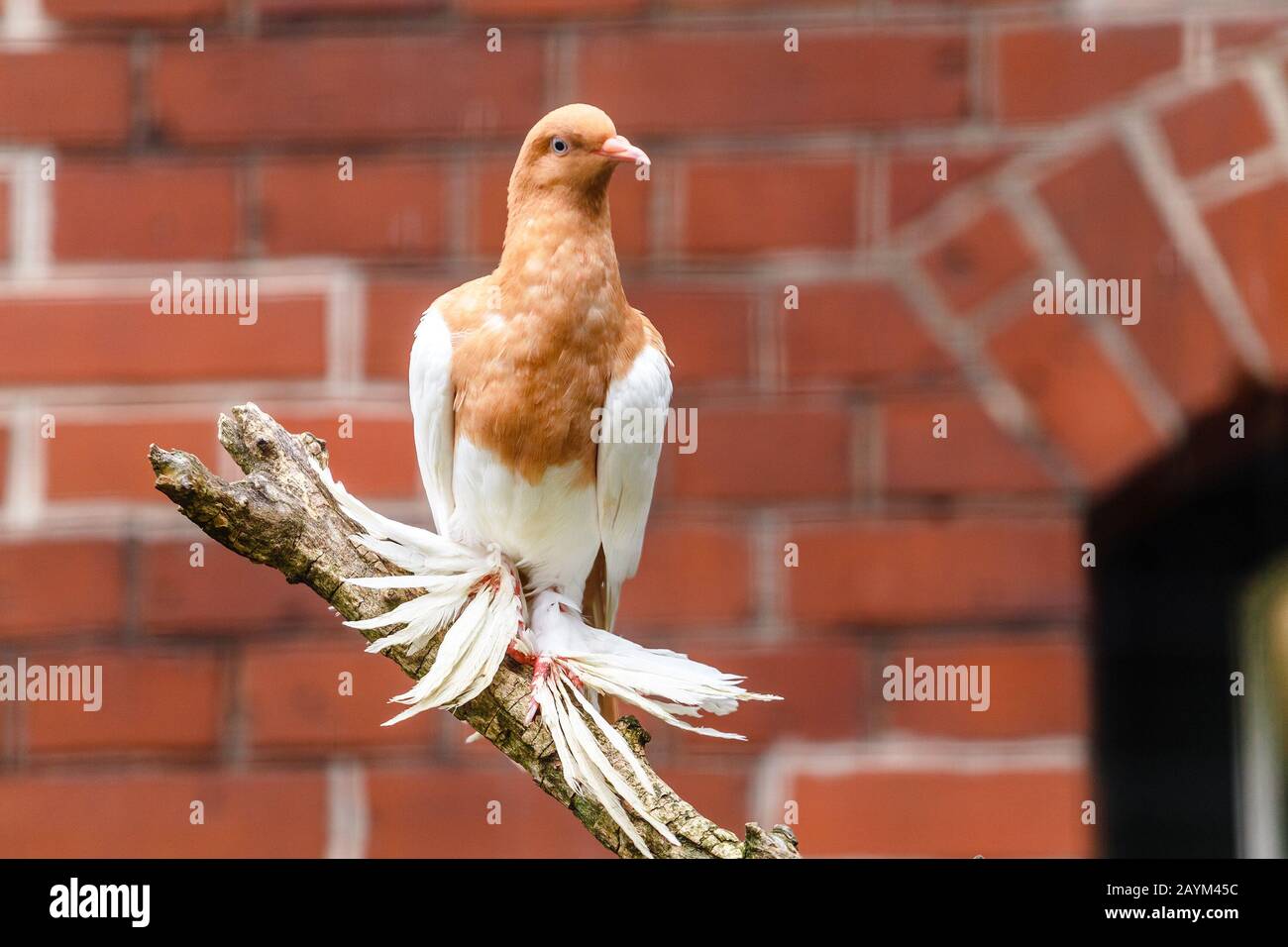 A decorative pigeon breed. Dove with shaggy and furry paws sitting on a tree in bird house Stock Photo