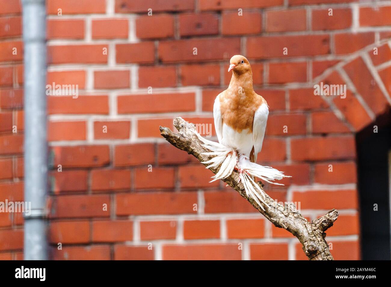 A decorative pigeon breed. Dove with shaggy and furry paws sitting on a tree in bird house Stock Photo