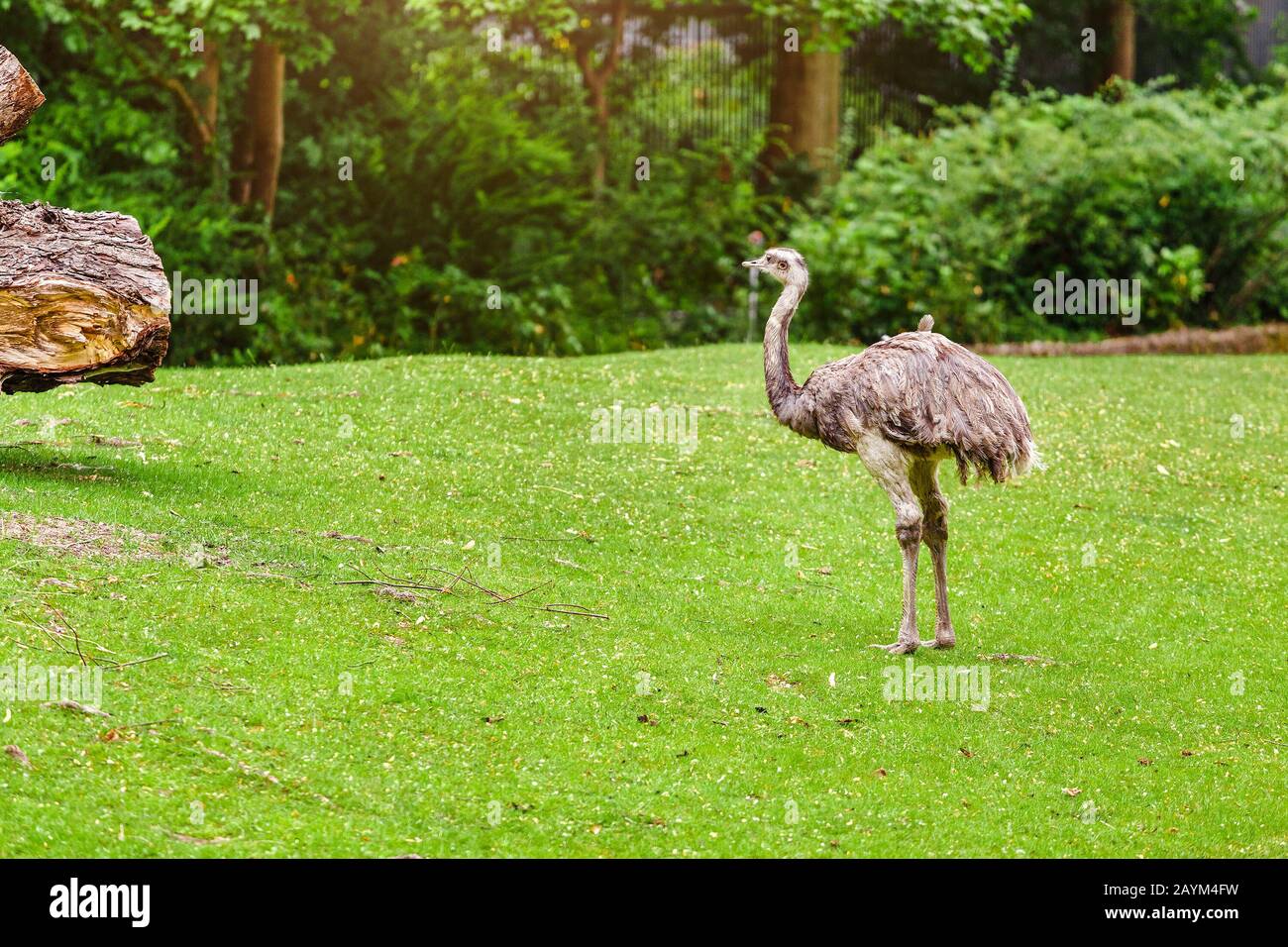 Portrait of a Australian ostrich Nandu on a grass in Zoo Stock Photo