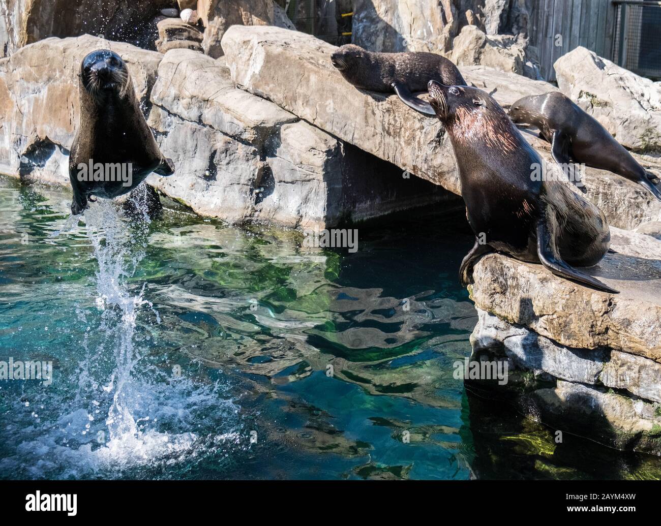 Seal zoo hi-res stock photography and images - Alamy