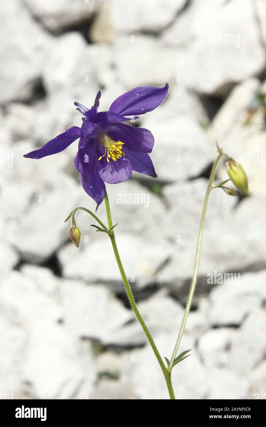 Einseles Akelei, Aquilegia einseleana Stock Photo