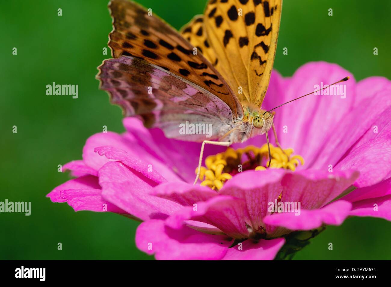 Closeup or Macro photo of Butterfly on Flower Stock Photo