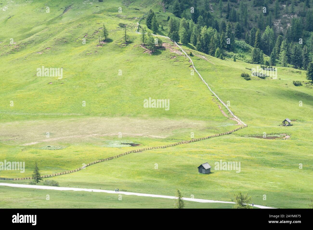 Almwiese  Plätzwiese, Alp meadow Platzwiese, Hochpustertal, Dolomite, Dolomites, South Tyrol, Italy Stock Photo
