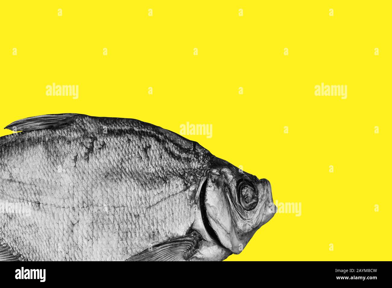 Dried black and white fish on a yellow background. Art gallery design, collage Stock Photo