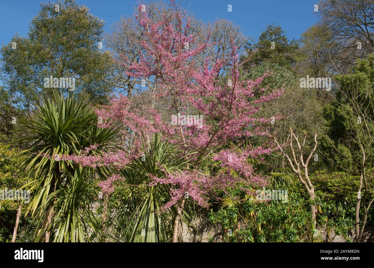 View Of A Winter Flowering Cherry Tree High Resolution Stock Photography And Images Alamy View Of A Winter Flowering Cherry Tree High Resolution Stock Photography And Images Alamy
