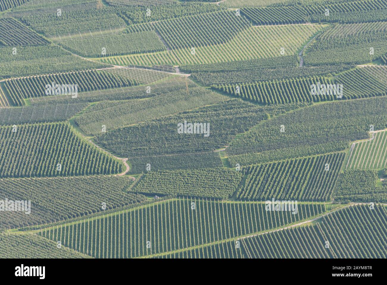 Fruit plantation, village Morter, Etsch valley near Schlanders,  South Tyrol province, Italy Stock Photo
