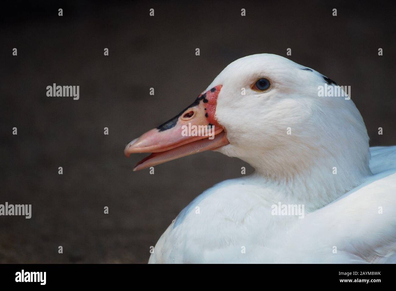 Closeup of a white duck on blurry background. Ave de corral con bonito plumaje blanco Stock Photo
