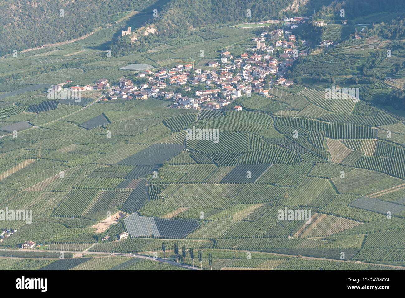 Fruit plantation, village Morter, Etsch valley near Schlanders,  South Tyrol province, Italy Stock Photo