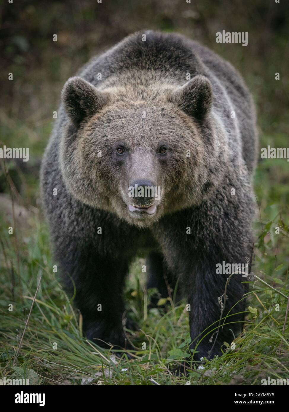wild brown bear portrait forest close up Stock Photo - Alamy