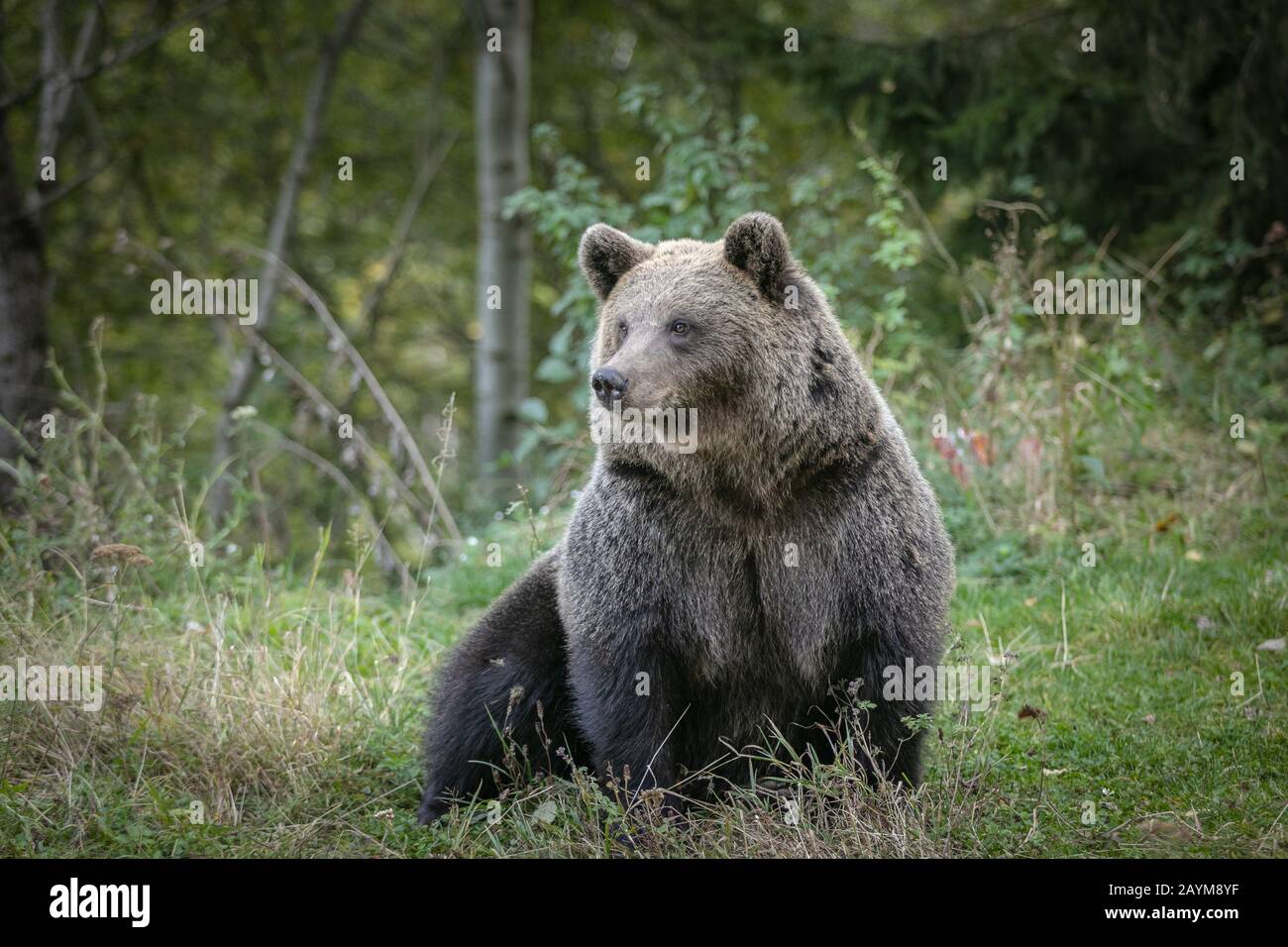 wild brown bear portrait forest close up Stock Photo - Alamy