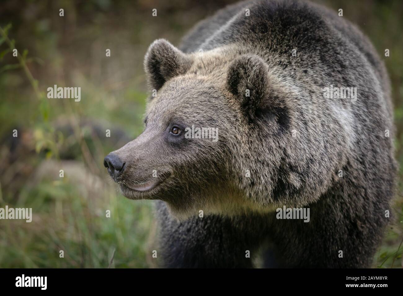 wild brown bear portrait forest close up Stock Photo - Alamy