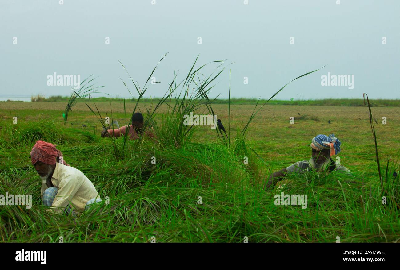 The farmer is warking under the open sky to his destination , A farmer is a person whose job is on the field or farming. He cultivates the land, sows Stock Photo