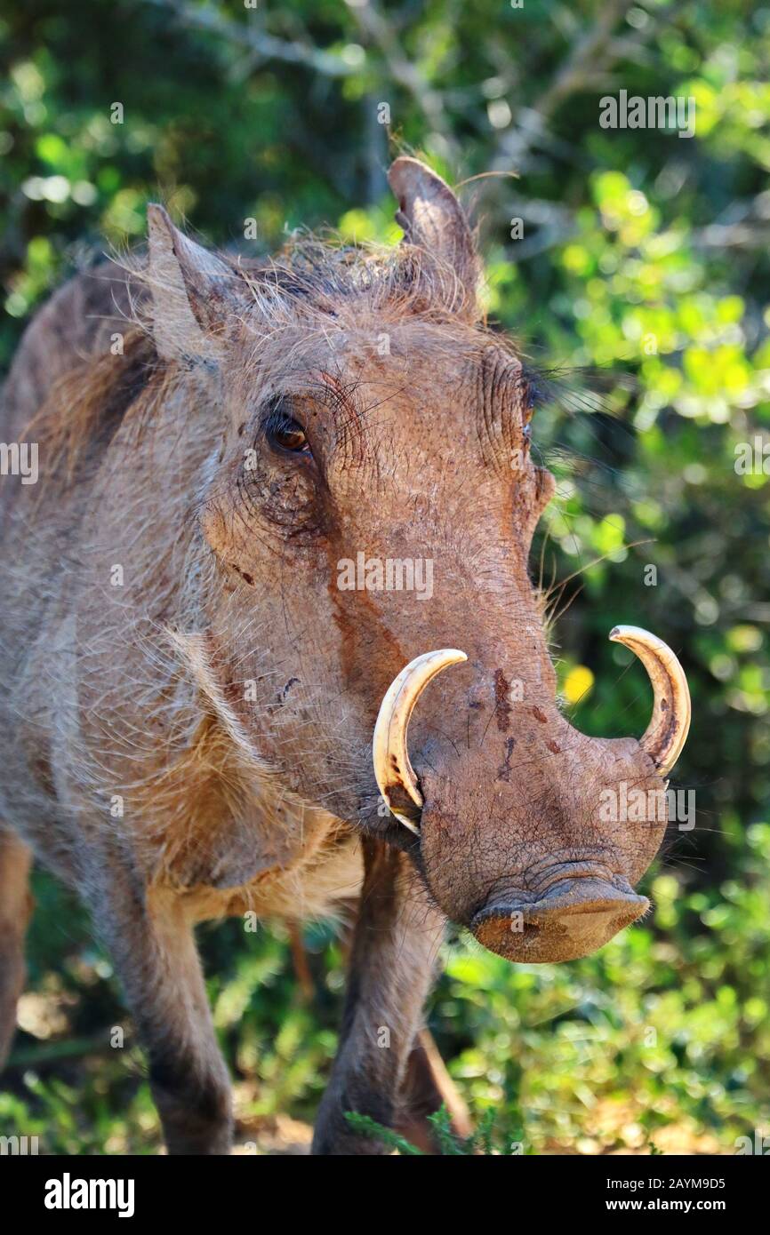 common warthog, savanna warthog (Phacochoerus africanus), portrait, South Africa Stock Photo