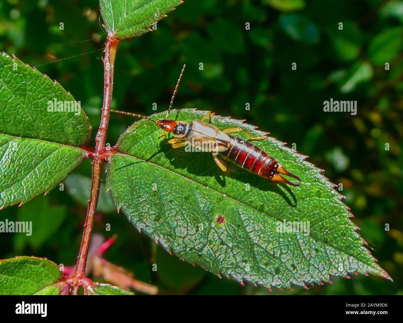 earwigs (Dermaptera), Earwig on a leaf, Spain, Andalusia, Paraje Natural Sierra Alhamilla Stock Photo
