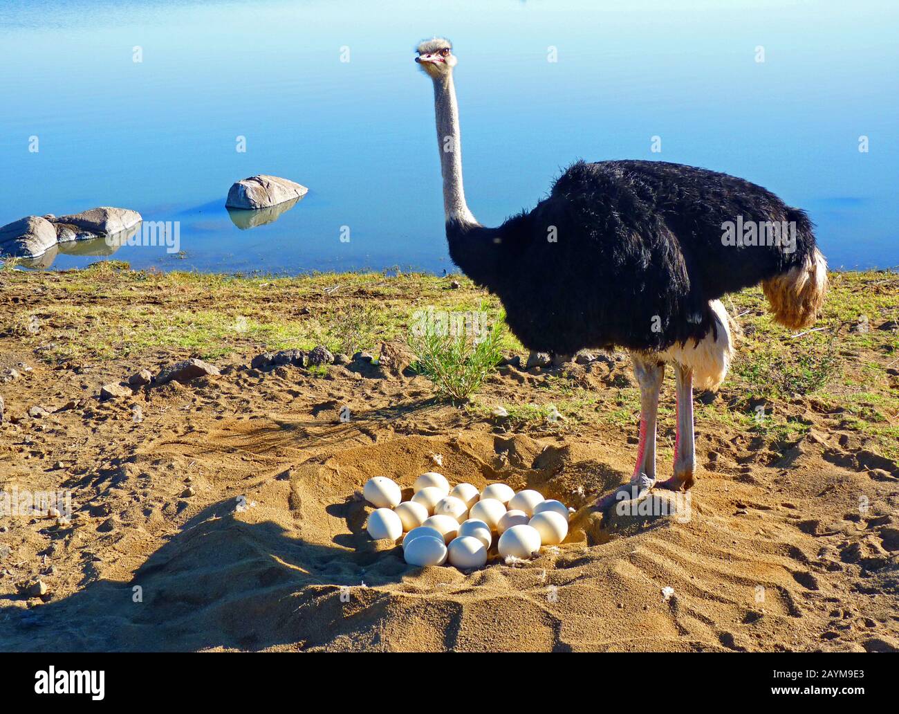 Carved Ostrich Eggs Carved Ostrich Eggs