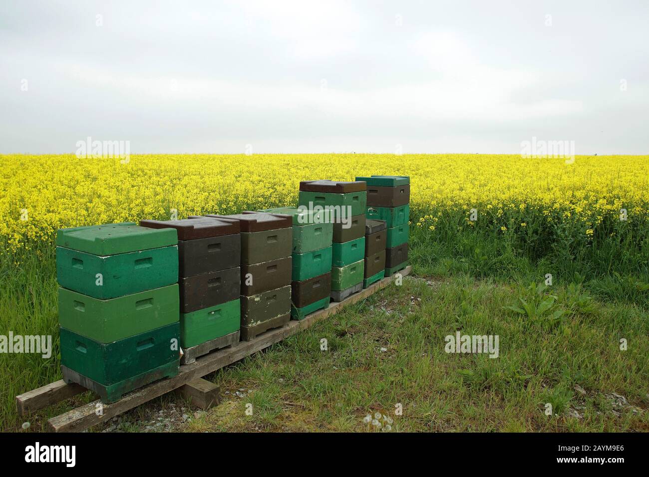 beehives on the edge of a blooming rape field, Germany Stock Photo