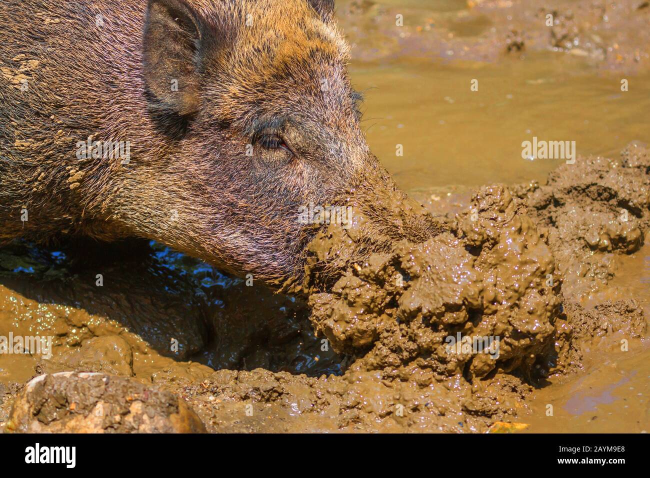 wild boar, pig, wild boar (Sus scrofa), pushes mud with its trunk, Austria, Tyrol Stock Photo