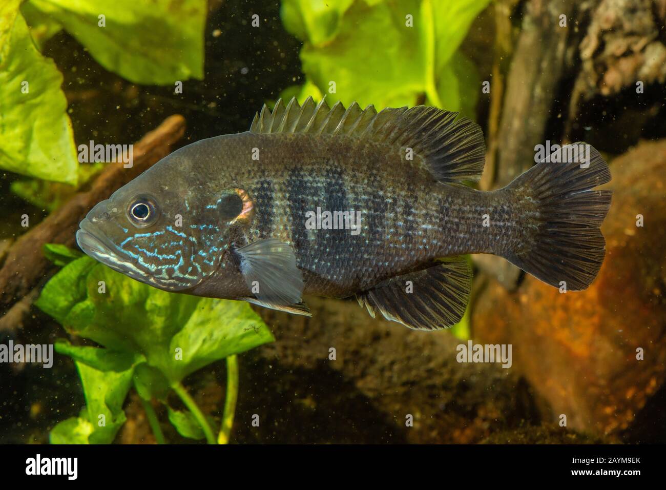 green sunfish (Lepomis cyanellus), swimming, side view Stock Photo