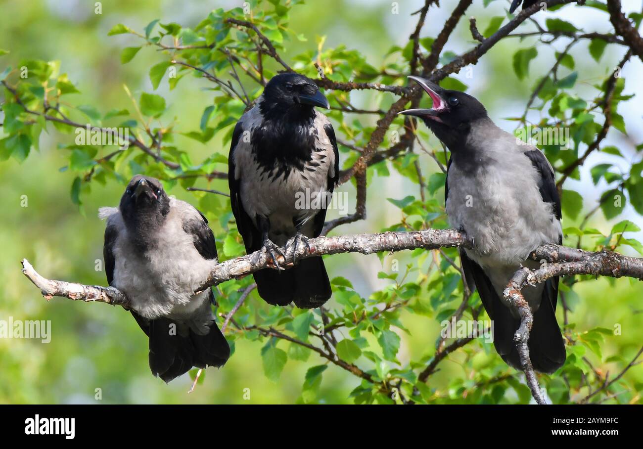 Hooded crow (Corvus corone cornix, Corvus cornix), with two juveniles, Norway, Troms Stock Photo
