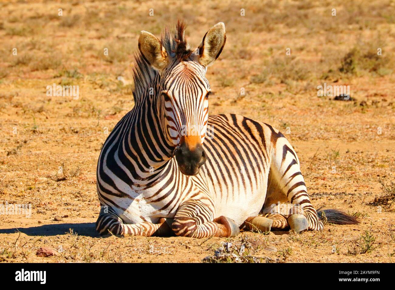 Hartmann's Mountain Zebra, Mountain Zebra (Equus zebra hartmannae