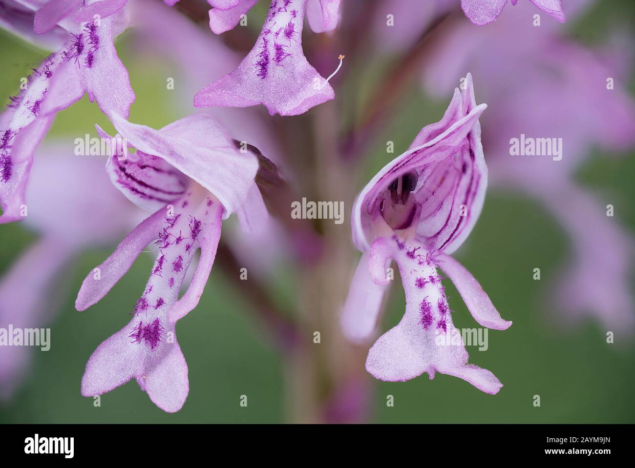 military orchid (Orchis militaris), inflorescence, detail, Germany, Bavaria, Ammergebirge Stock Photo